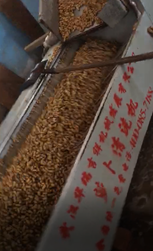 花生清洗機工作視頻