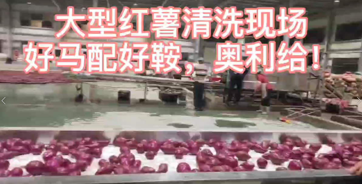 瑞吉祥大型紅薯清洗現(xiàn)場，好馬配好鞍，奧利給