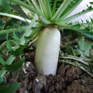 白蘿卜生地蛆的防治方法