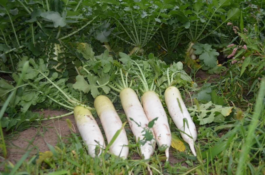 白玉春蘿卜培育新技巧