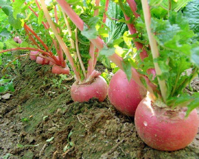 蘿卜辣味原因及解決措施