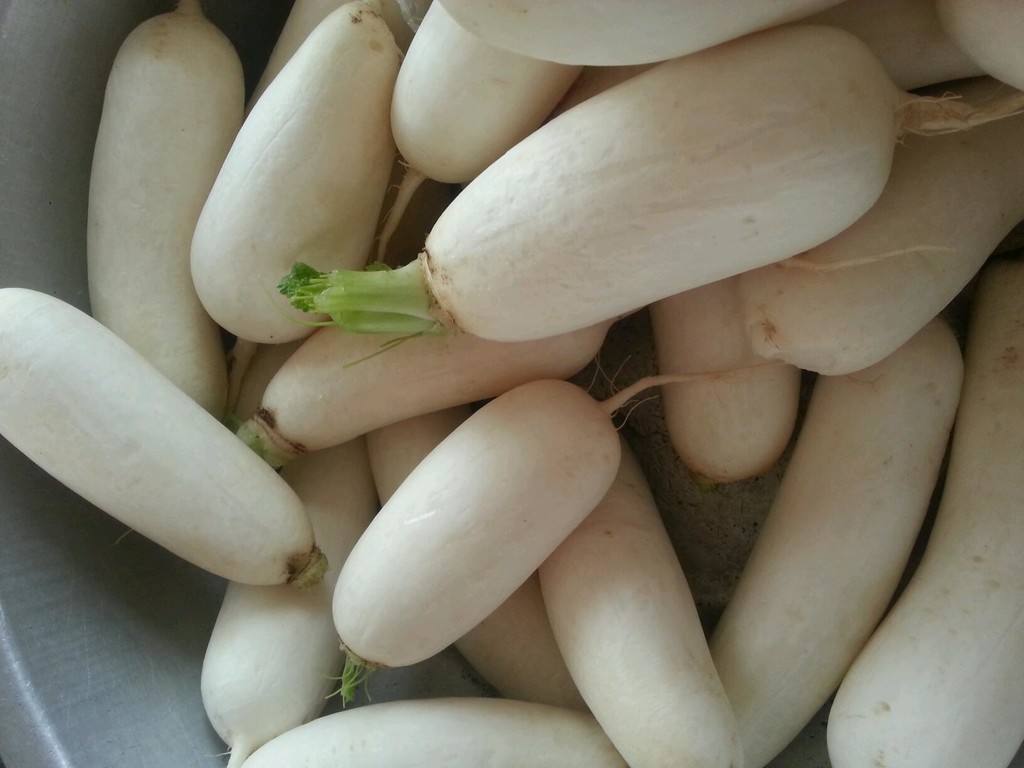 春蘿卜先期抽薹應(yīng)預(yù)防